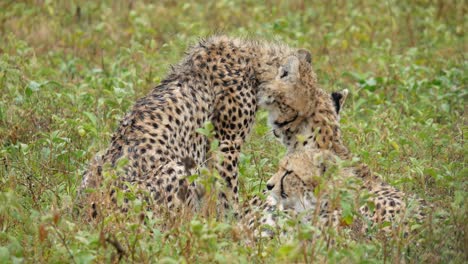 cheetah wildlife large cat feline animal bond tanzania safari wild fauna