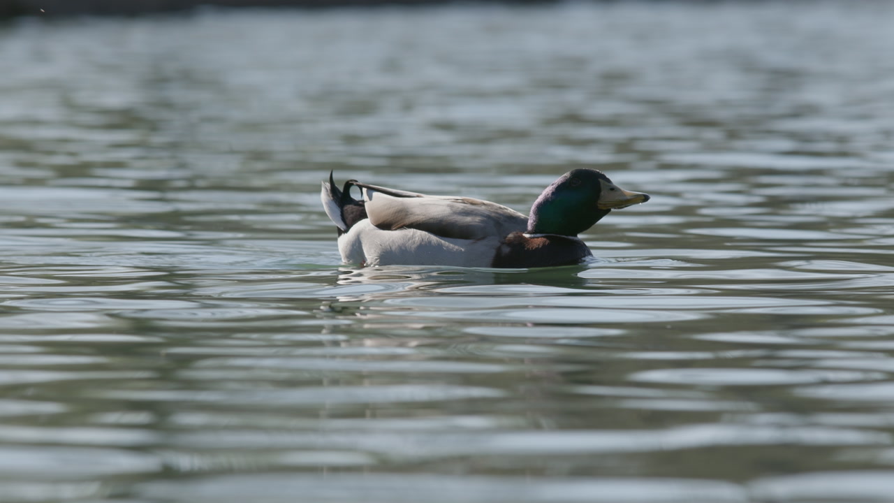 Mallard Duck floating away and it's reflection on the surface