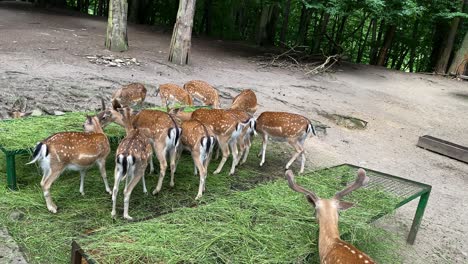 Fütterungszeit-Der-Hungrigen-Hirsche-Im-Danziger-Zoo-Polen