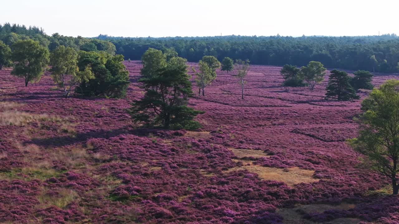 Heather landscape with trees and forest