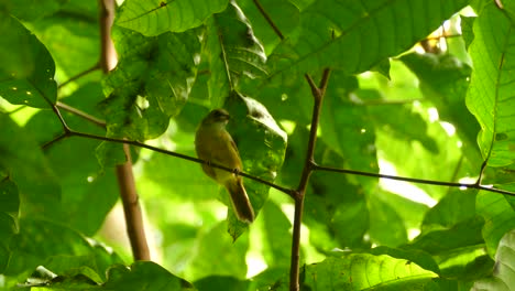 tropical kingbird taking off from a branch. low angle, locked off