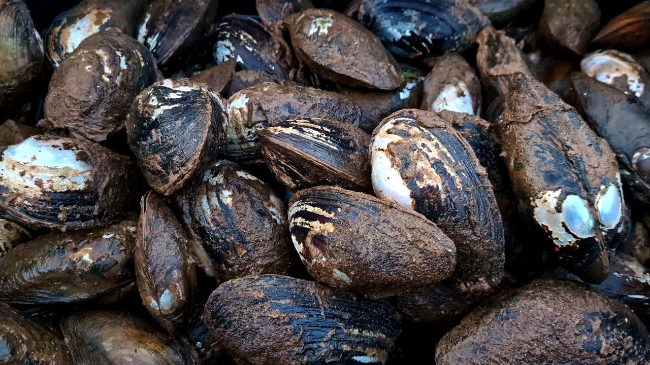 A large pile of muddy mussels in a black container