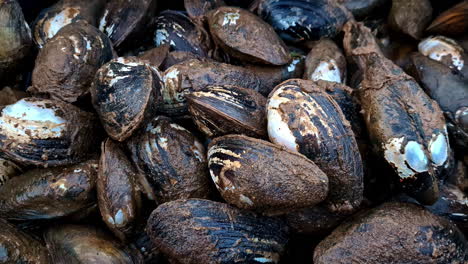 a large pile of muddy mussels in a black container