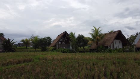 persona sentada en una cabaña balinesa en medio de campos de arroz rurales, bali