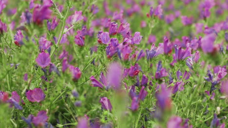 purple vipers-bugloss meadow being scoured by worker bee at springtime