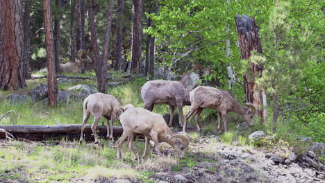 Bighorn-sheep-ram-bachelor-herd,-foraging-in-forest-of-Custer-State-Park