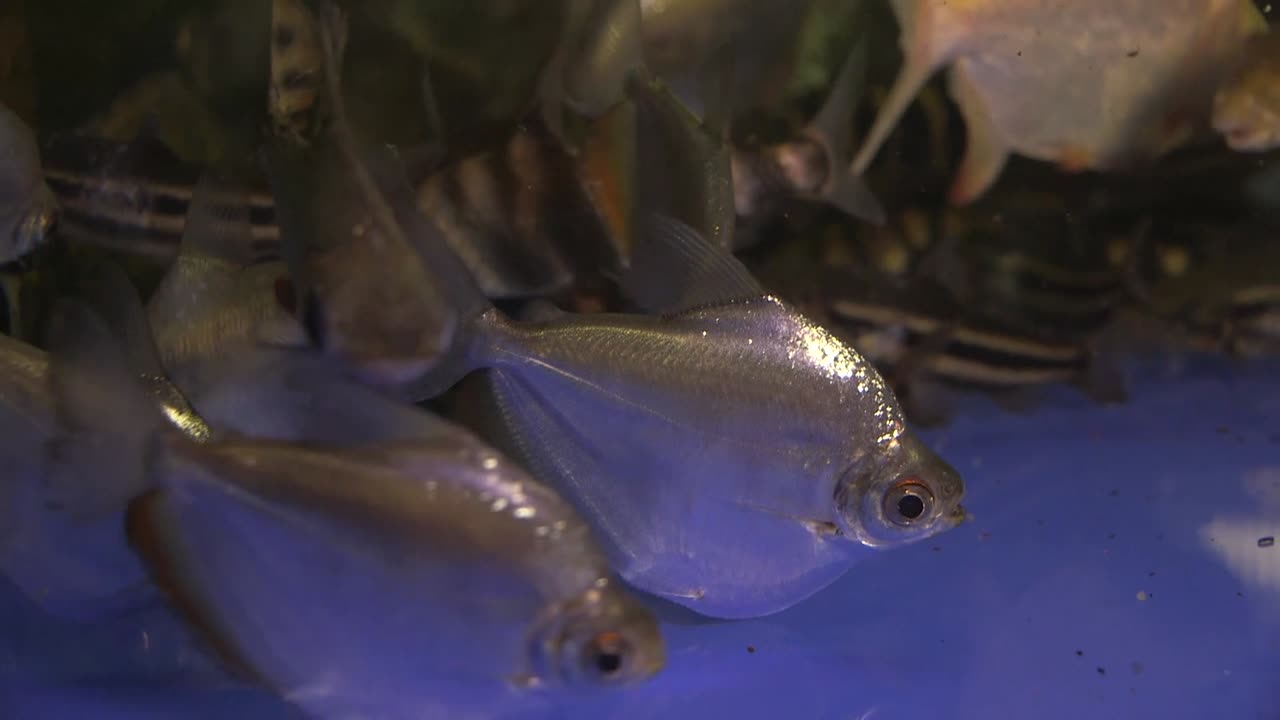 Assortment of tropical fish on display in a fish store, fish keeping hobby, aquarium