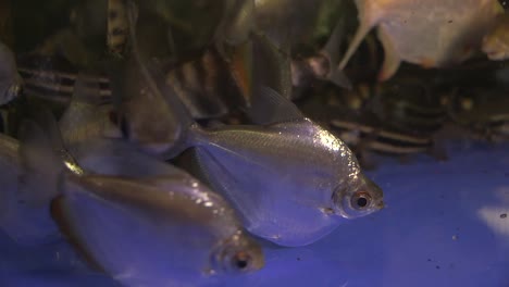 assortment of tropical fish on display in a fish store, fish keeping hobby, aquarium