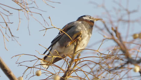 view of a white-cheeked starling perching on the twigs against blue sky in tokyo, japan - low angle, close up shot