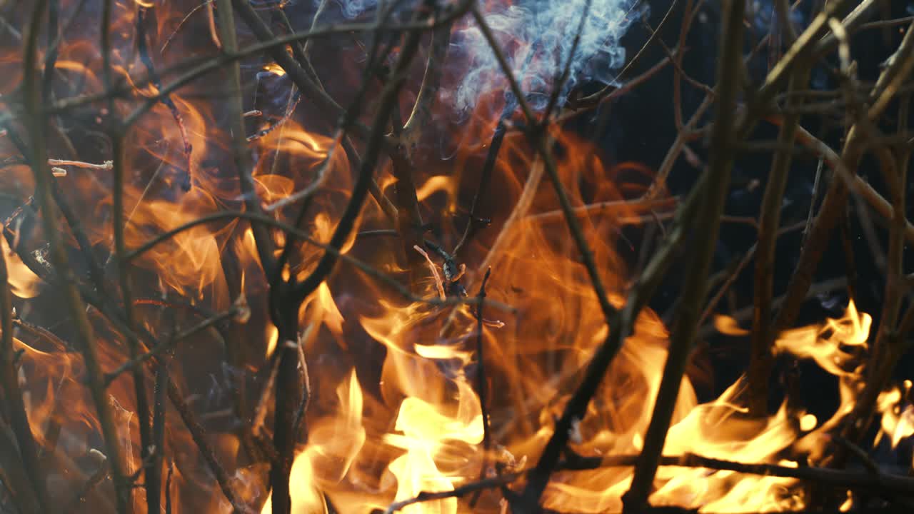 Burning Branches