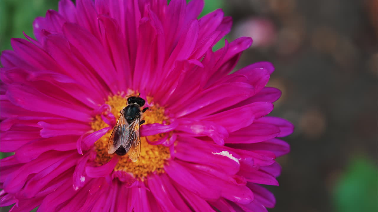 Vibrant close up of a bee collecting nectar on a bright pink flower in a garden