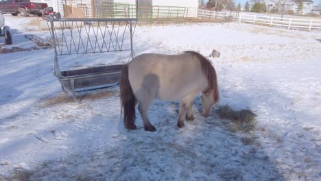 Caballos-En-Miniatura-En-La-Granja-Comiendo-Heno