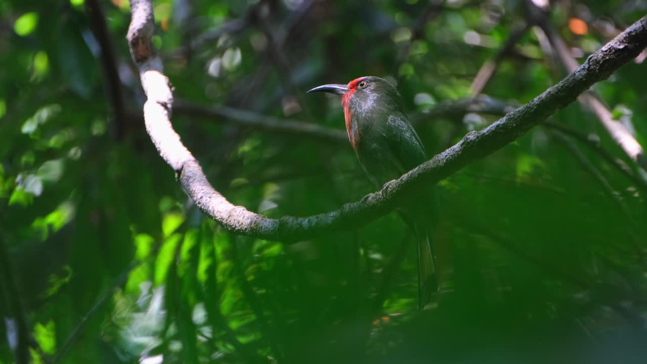 mirando hacia la izquierda mientras la cámara se aleja capturado a través de ramas y hojas gruesas, el comedor de abejas de barba roja nyctyornis amictus, tailandia