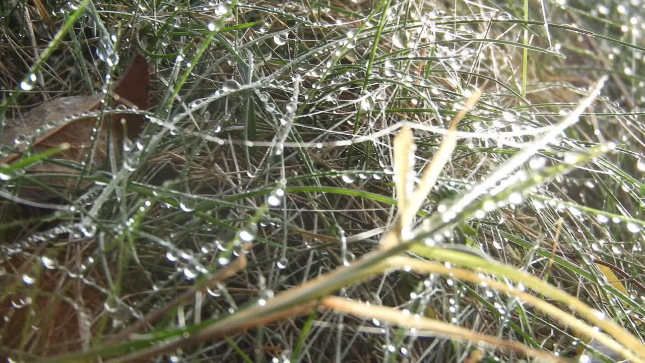 The dew seated on the grass and spider web, reflecting the sunlight creating a high contrast and fresh aspect of the grass.