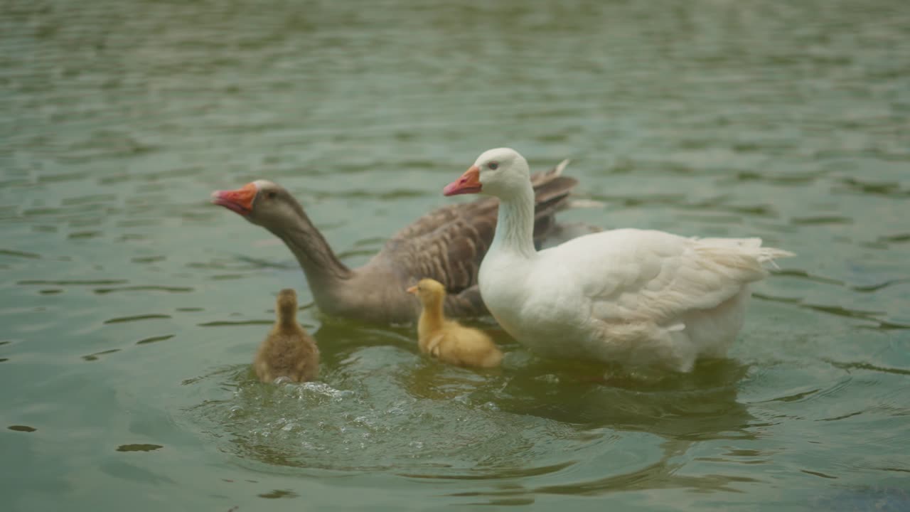 familia de patos nadando en el lago, familia de animales