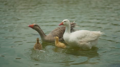 family of ducks swimming in the lake , family animal life