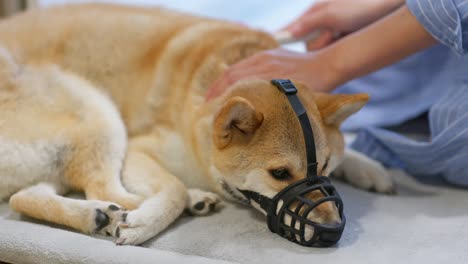 Mujer-Irreconocible-Cepillando-Su-Shiba-Inu