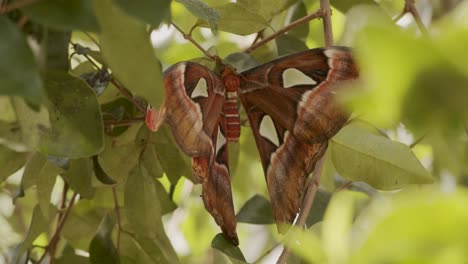 Mariposa-Rothschildia-Lebeau,-Conocida-Como-Polilla-De-Seda-De-Lebeau,-En-Las-Hojas-Del-árbol---Toma-De-Primer-Plano