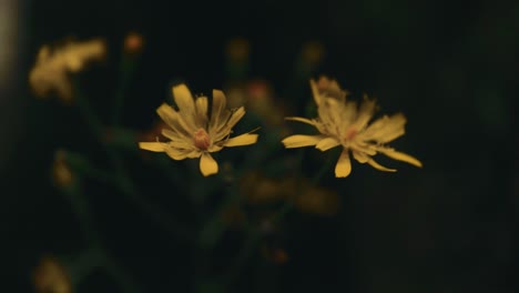 Movimiento-De-Cámara-De-Arco-Izquierdo-Que-Muestra-Algunas-Flores-Silvestres-Amarillas-Con-Un-Fondo-Borroso