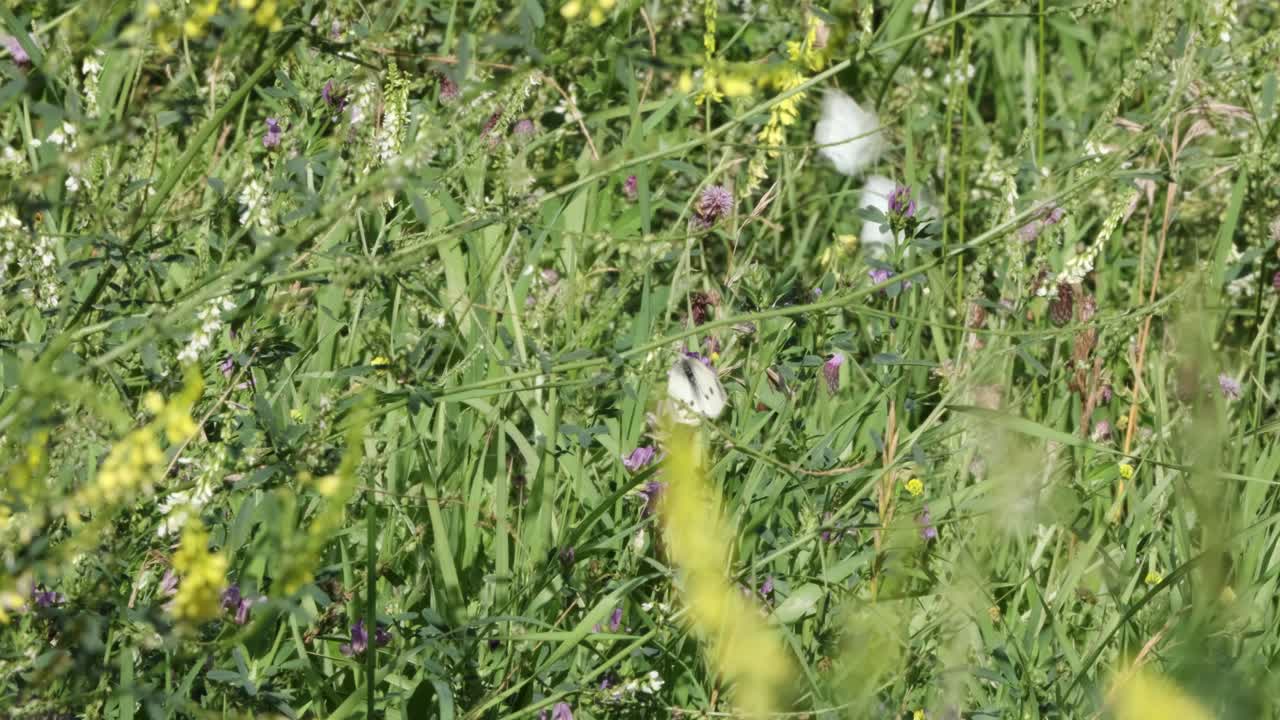 mariposas de repollo blanco revolotean en un colorido campo de trébol