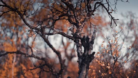 Gnarled and twisted branches of the dwarf birch tree