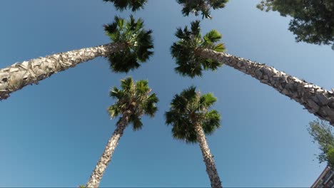 palms trees on the blue sky background