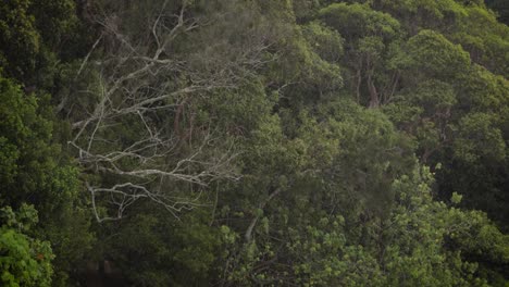 Lluvia-Cayendo-Sobre-El-Bosque-En-El-Parque-Nacional-Burleigh-Heads,-Gold-Coast,-Australia