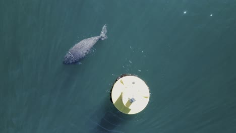 a dugong with a missing tail section surfaces and takes a breath next to a boating channel marker