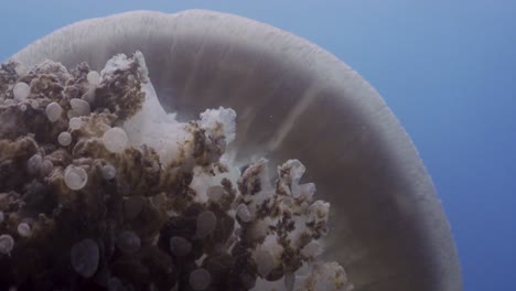 rhizostome jellyfish close up swimming midwater with fish inside bell at koh tao, thailand