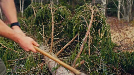 man cutting branches of pine tree - close up