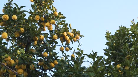 Close-up-on-a-lemon-tree-branch-full-of-mature-yellow-lemons-slowly-moving-in-the-wind
