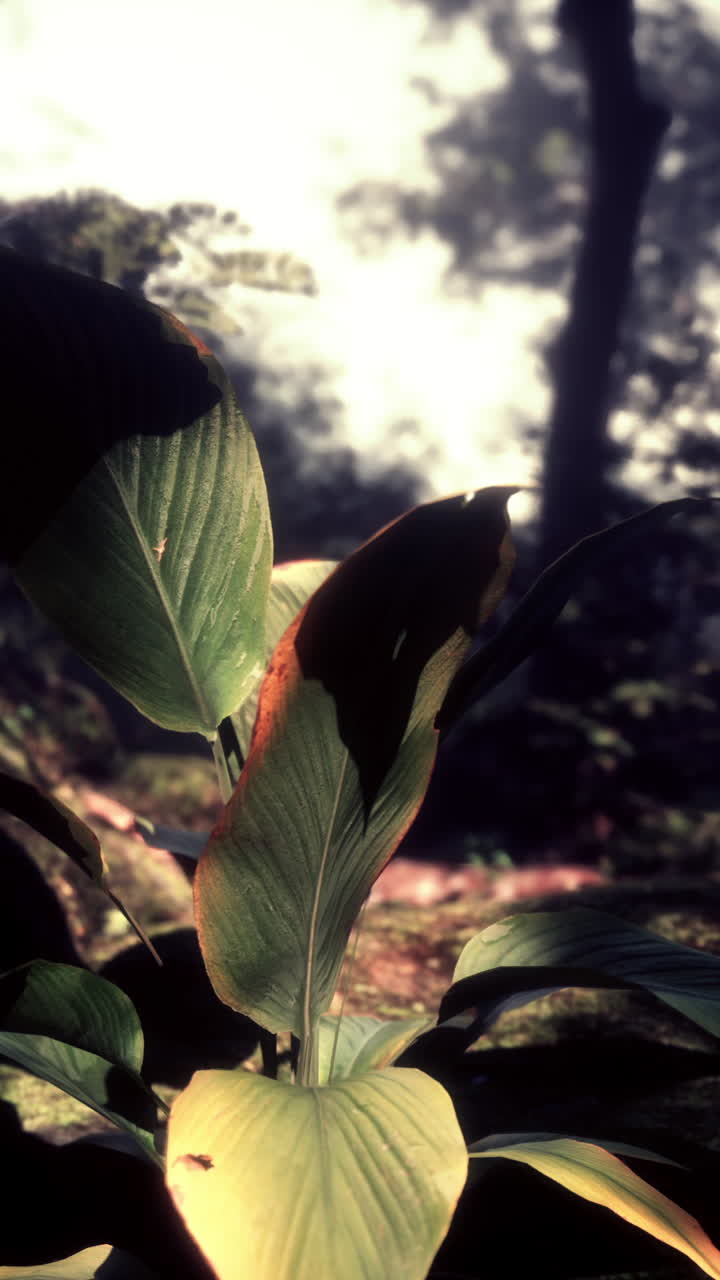 close up de hojas verdes en un bosque tropical