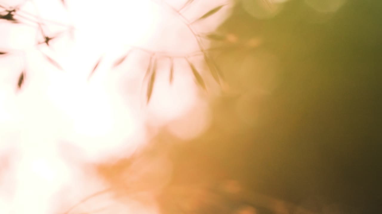 빛 아래의 풀의 클로즈업