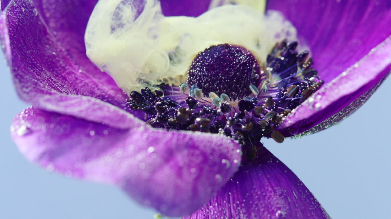 flor de anémona púrpura con gotas y burbujas de agua