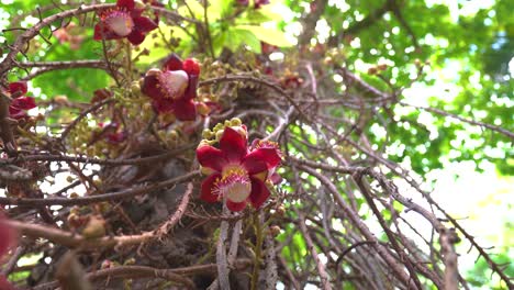 disparo de trípode de vides y flores