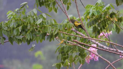 pájaro gris salvaje secándose bajo la lluvia en un bosque tropical de américa del sur