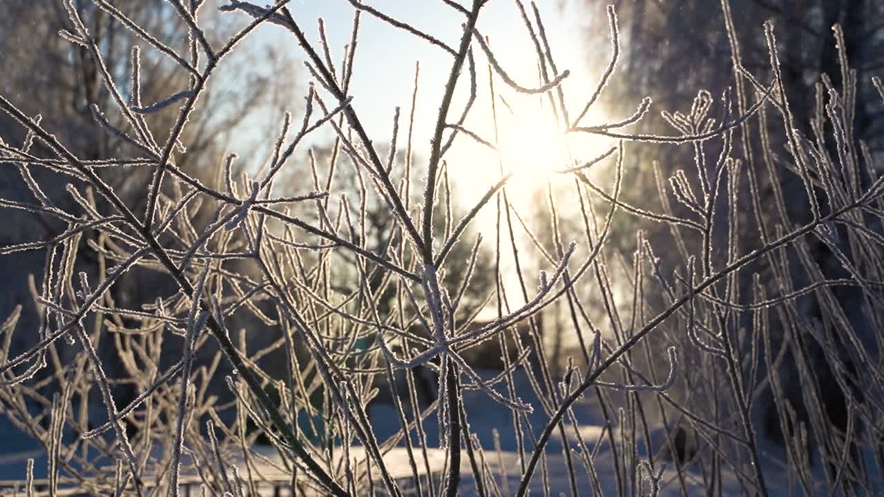 눈 내리는 겨울날 얼어붙은 나뭇가지와 밝은 햇빛, 정적 전망