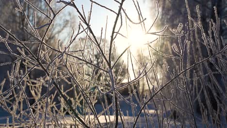 frozen tree branches and bright sunshine on snowy winter day, static view