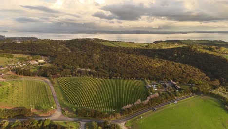 aerial of vineyards and forest on waiheke island, illuminated by golden sunset, with ocean in the background, new zealand wine region