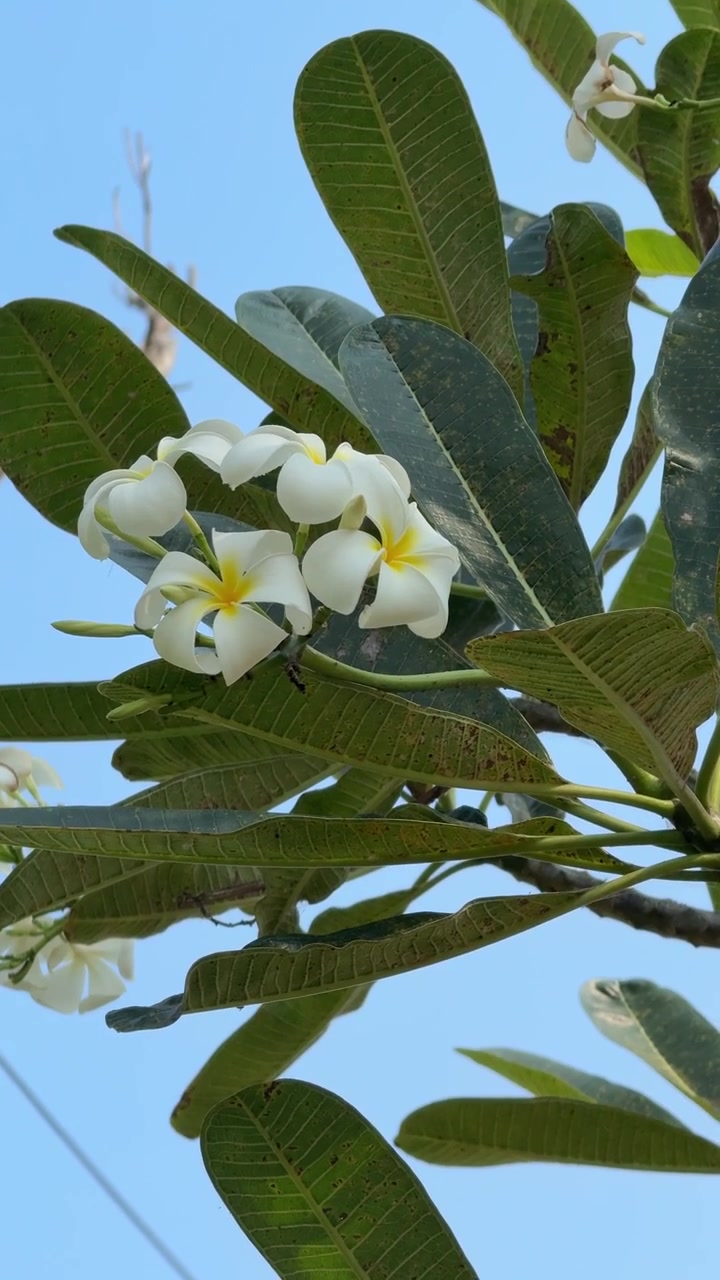 Fiori di plumeria bianchi che sbocciano contro un cielo azzurro limpido