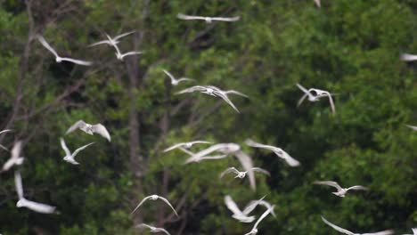 Terns-are-seabirds-that-can-be-found-all-throughout-the-world-at-sea,-rivers,-and-other-wider-bodies-of-water