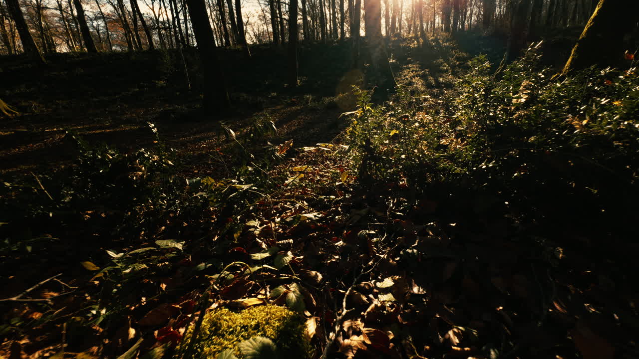 The Italian Undergrowth with Dry Branches and Trees At Sunset