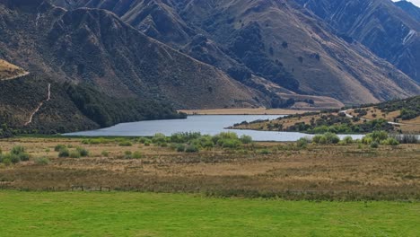 Los-Pájaros-Vuelan-Por-Encima-De-Los-Pastos-Que-Bordean-Los-Humedales-En-Queenstown,-Nueva-Zelanda