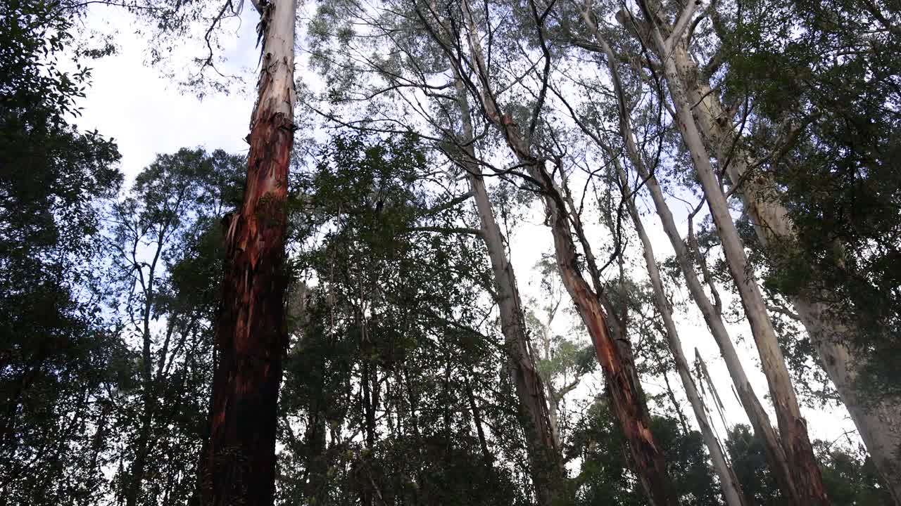 울창 한 열대 우림 에 있는 높은 나무 들