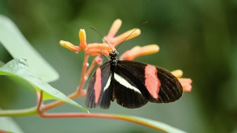 close up shot of postman butterfly on orange flower with wings spread