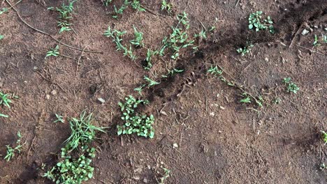 trail of ants in serengeti national park in tanzania.