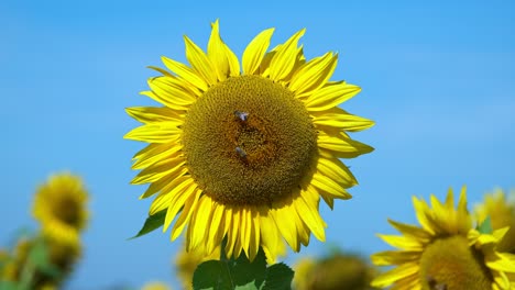 una abeja vuela alrededor de un hermoso girasol, mientras que otras dos abejas están ocupadas con la flor amarilla