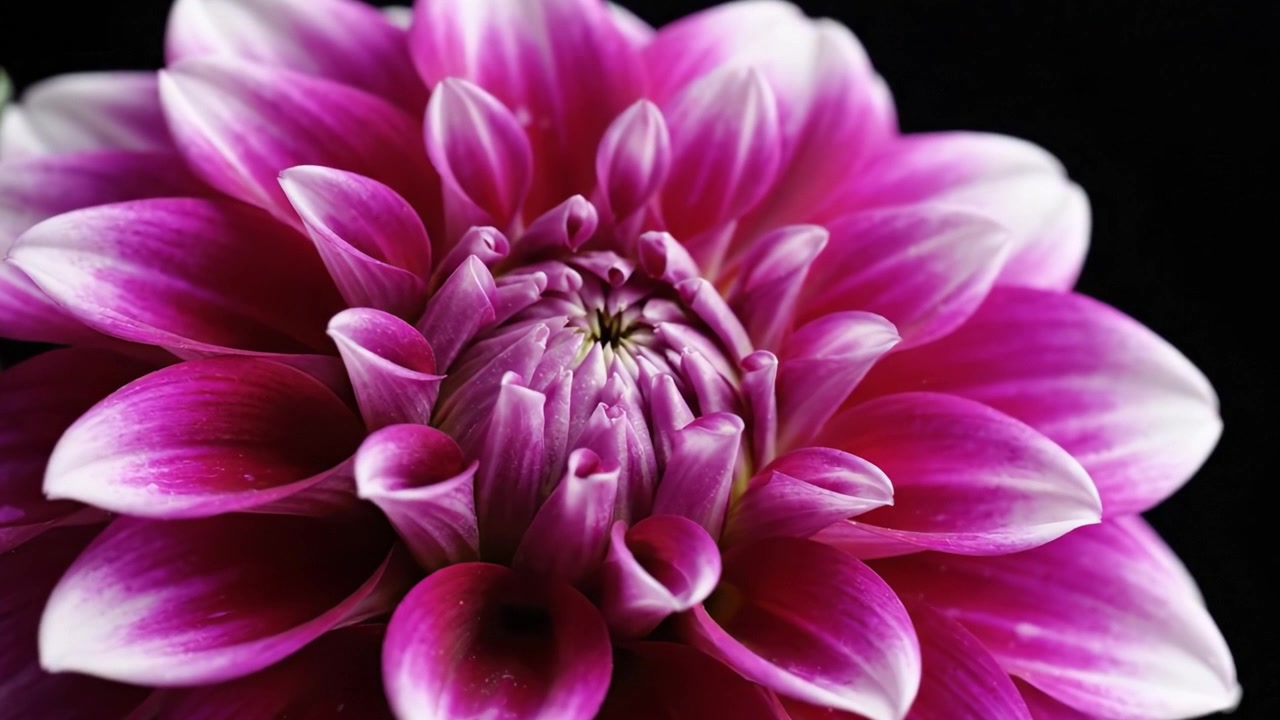 Un gros plan captivant d'une fleur rose éclatante aux pétales délicats, mettant en valeur la beauté et la forme complexes de la nature avec des détails époustouflants sur un fond sombre