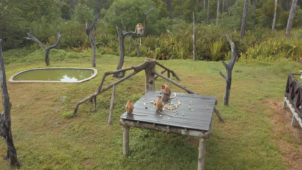 familia de monos de probóscide comiendo sentados en una plataforma de madera en el parque nacional de borneo