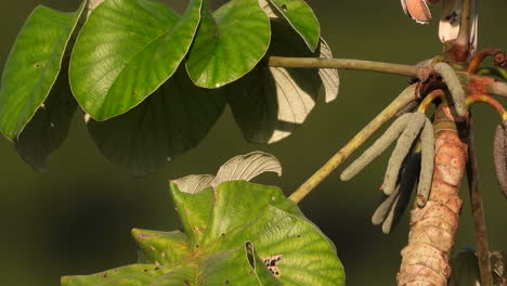 Nahaufnahme-Eines-Blaugrauen-Tanagervogels,-Der-Einen-Flug-Von-Einem-Baum-Nimmt